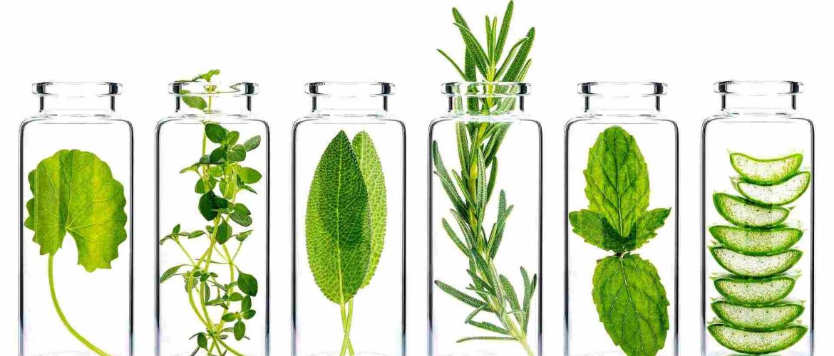 6 patentglas stående ved siden af hinanden med gränne planter i. Hvid baggrund