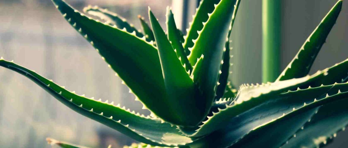 Aloe vera plante